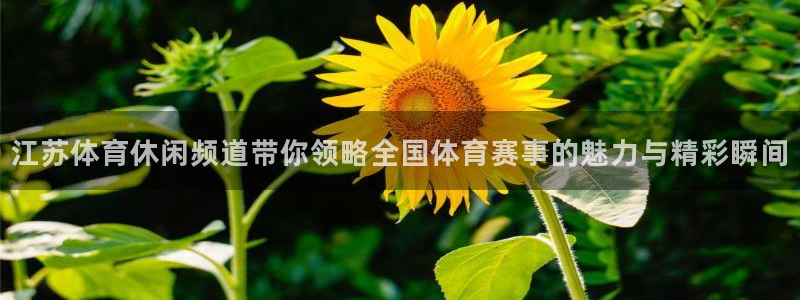 江苏体育休闲频道带你领略全国体育赛事的魅力与精彩瞬间