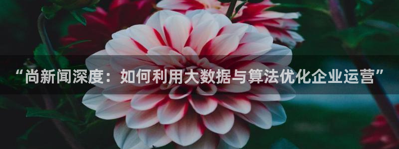 “尚新闻深度：如何利用大数据与算法优化企业运营”